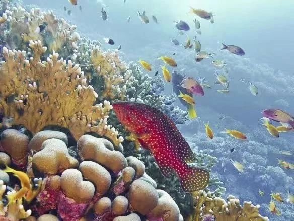 图四:MSC地中海邮轮在私属岛屿海洋礁自然保护区通过修复珊瑚改善海洋生态